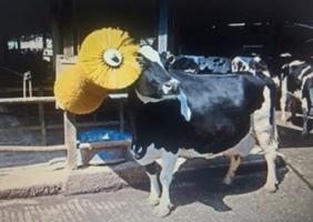 чесалка для коров купить